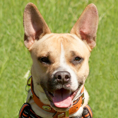 Miss Amy, Französische Bulldoge-Jack Russel-Mix - Hündin