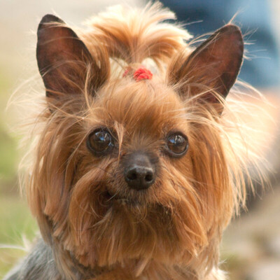 Miss Dolly, Yorkshire Terrier - Hündin