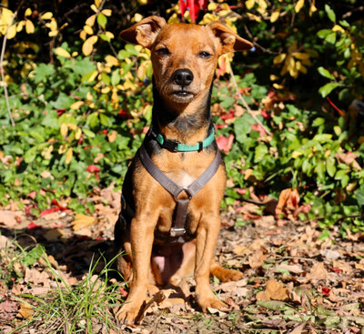 Miss Jessy, Reehpinchin - Hündin