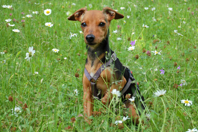 Miss Jessy, Rehpinscher-Mix - Hündin