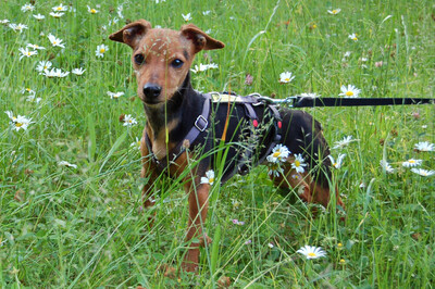 Miss Jessy, Rehpinscher-Mix - Hündin