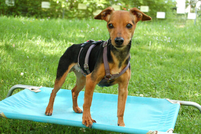 Miss Jessy, Rehpinscher-Mix - Hündin