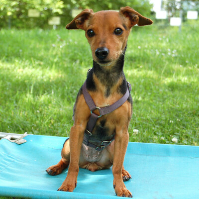 Miss Jessy, Rehpinscher-Mix - Hündin