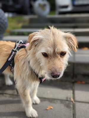 Missy, Mischling - Hündin