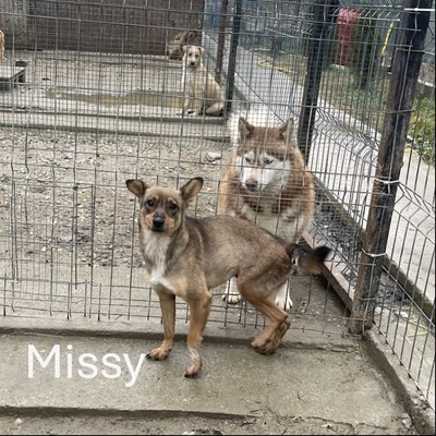 Missy, geb. 2022, Zaubermaus sucht liebevolles Zuhause, Mischling - Hündin 1