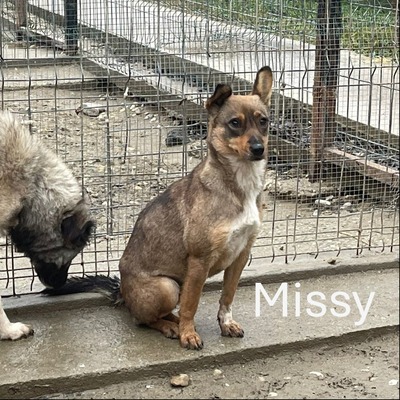 Missy, geb. 2022, Zaubermaus sucht liebevolles Zuhause, Mischling - Hündin