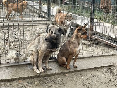 Missy, geb. 2022, Zaubermaus sucht liebevolles Zuhause, Mischling - Hündin