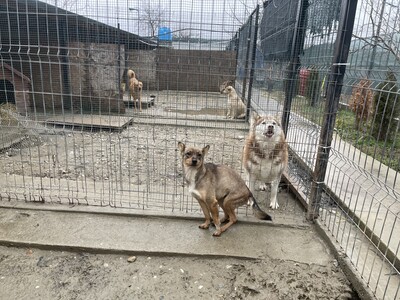 Missy, geb. 2022, Zaubermaus sucht liebevolles Zuhause, Mischling - Hündin