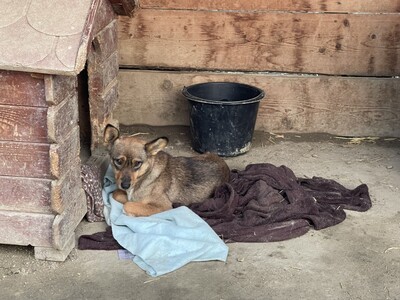 Missy, geb. 2022, Zaubermaus sucht liebevolles Zuhause, Mischling - Hündin