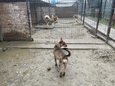 Missy, geb. 2022, Zaubermaus sucht liebevolles Zuhause, Mischling - Hündin