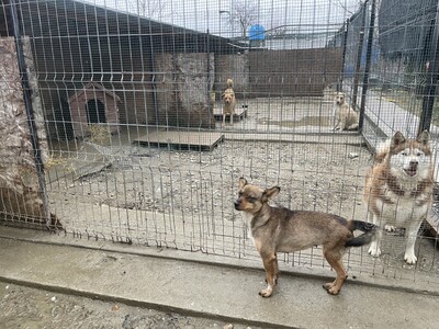 Missy, geb. 2022, Zaubermaus sucht liebevolles Zuhause, Mischling - Hündin