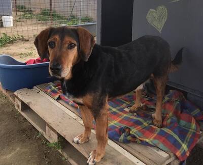 Mister Aris - Entspannter Rüde, ca. 8 Jahre/26cm, Mischling - Rüde