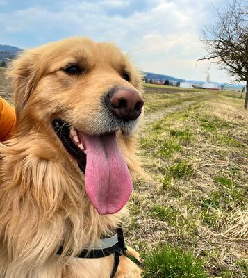 Mister BEN, Golden Retriever Leonbergermix - Rüde