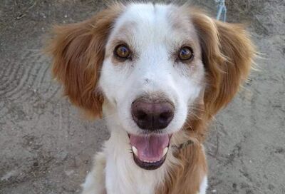 Mister Max - Wunderschöner Rüde, ca. 9 Jahre/18kg, Mischling - Rüde