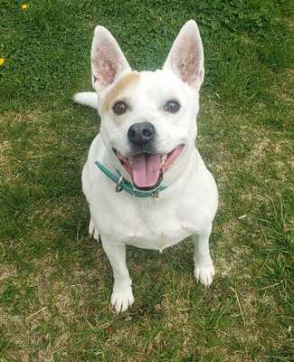 Mister SPOCK Spooky, Mischling - Rüde