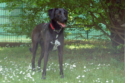 Misty, Mischling - Hündin