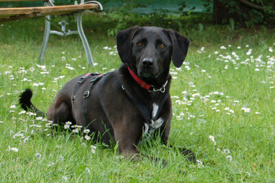 Misty, Mischling - Hündin