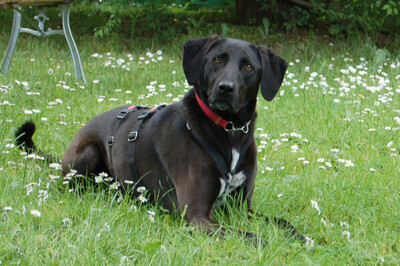 Misty, Mischling - Hündin