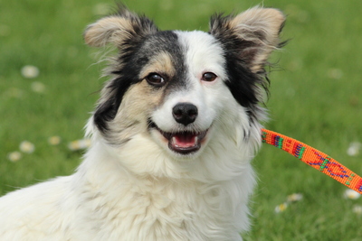 Misty, Mix Welpen - Hündin