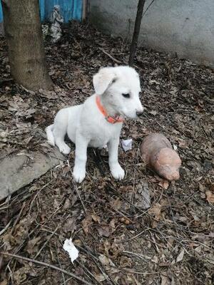 Mitja, Mischling Welpen - Rüde