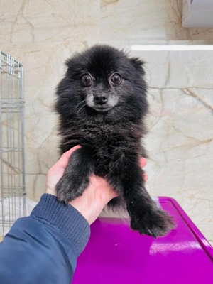 🍀 - Mitzuki - Hündin - aktiv, verkuschelt, liebenswert und redselig, Pomeranian Mix - Hündin