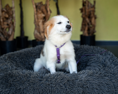 Mivana, Mischling - Hündin