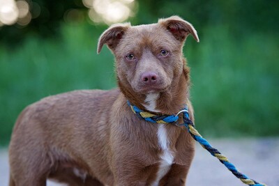 Mivo, Mischling Welpen - Rüde