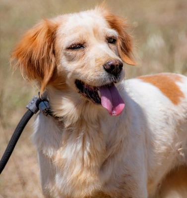 Mizia - ein reizendes Mädchen, Spaniel-Mix - Rüde