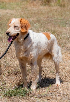Mizia - ein reizendes Mädchen, Spaniel-Mix - Rüde