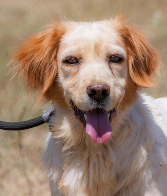 Mizia - ein reizendes Mädchen, Spaniel-Mix - Rüde