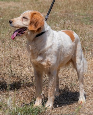 Mizia - ein reizendes Mädchen, Spaniel-Mix - Rüde