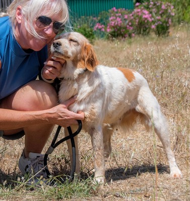 Mizia - ein reizendes Mädchen, Spaniel-Mix - Rüde