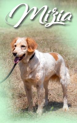 Mizia - ein reizendes Mädchen, Spaniel-Mix - Rüde