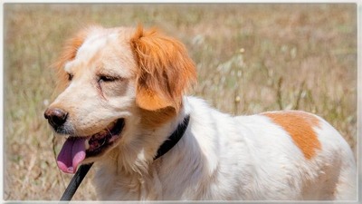 Mizia - ein reizendes Mädchen, Spaniel-Mix - Rüde
