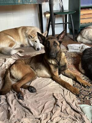 Moana, Malinois (Mix) - Hündin