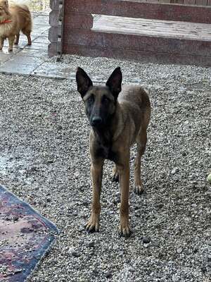 Moana, Malinois (Mix) - Hündin