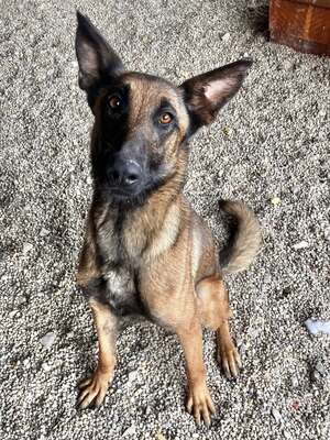 Moana, Malinois (Mix) - Hündin