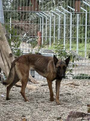 Moana, Malinois (Mix) - Hündin