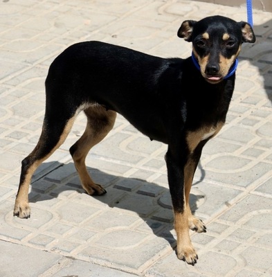 Moana, Mix - Hündin