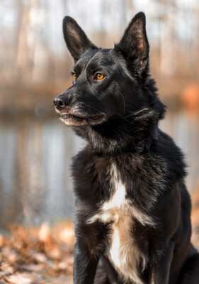 Mobby, Mischling - Rüde