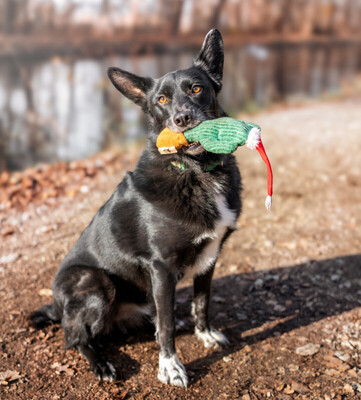 Mobby, Mischling - Rüde