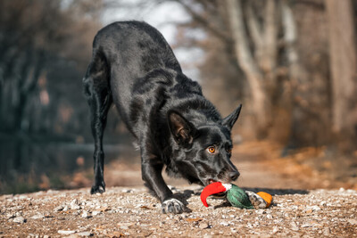 Mobby, Mischling - Rüde
