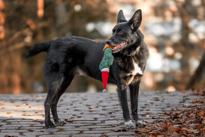 Mobby, Mischling - Rüde