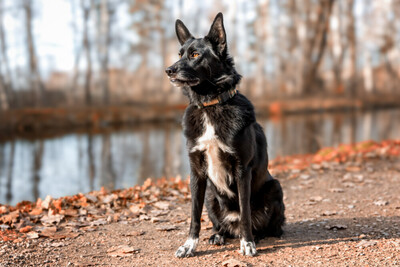 Mobby, Mischling - Rüde