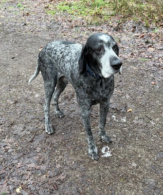 Moby, Bracke - Rüde