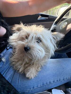 Mochi, vom Straßenhund zum Kuschelexperten