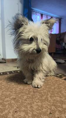 Mochi, vom Straßenhund zum Kuschelexperten, Mischling - Rüde
