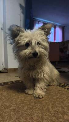 Mochi, vom Straßenhund zum Kuschelexperten, Mischling - Rüde