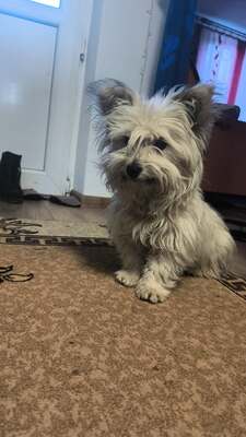 Mochi, vom Straßenhund zum Kuschelexperten, Mischling - Rüde