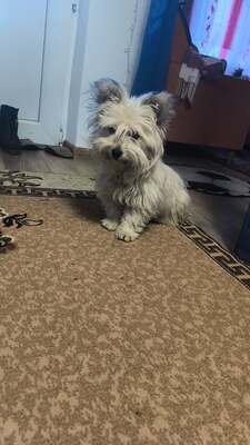 Mochi, vom Straßenhund zum Kuschelexperten, Mischling - Rüde